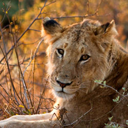 South Africa: No More Canned Hunts!