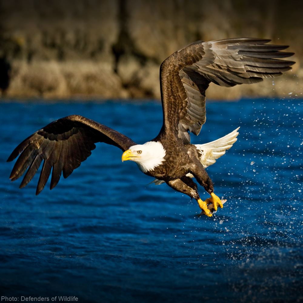 United States Fish & Wildlife Services Must Protect America's Migratory Birds
