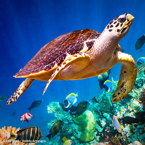 Help mandate that fishermen use safer practices near Hawksbill sea turtle ecosystems!